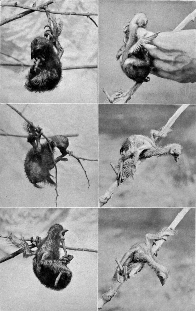 Set of six photos of young birds on branches