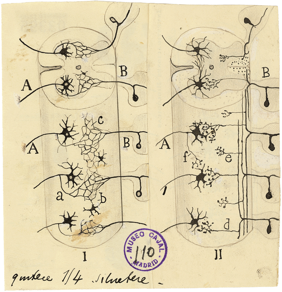 Comparative histology illustration