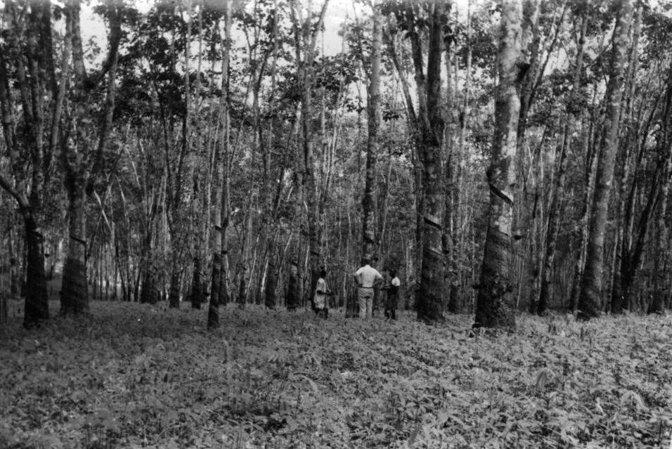 Three men standing in a rubber tree grove